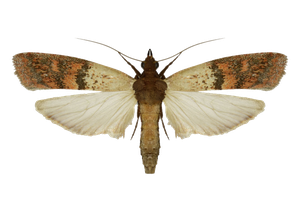 Indian-Meal-Moth.jpg
