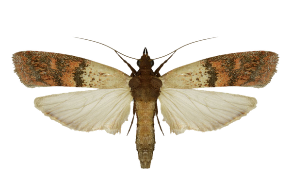 Indian-Meal-Moth.jpg