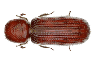 Lesser-Grain-Borer.jpg