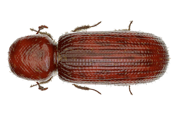 Lesser-Grain-Borer.jpg