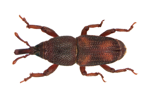 Rice-Weevil.jpg