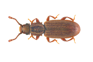 Saw-toothed-Grain-Beetle .jpg