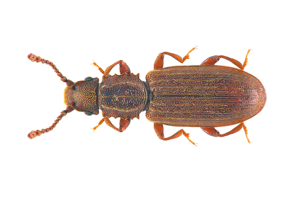 Saw-toothed-Grain-Beetle .jpg