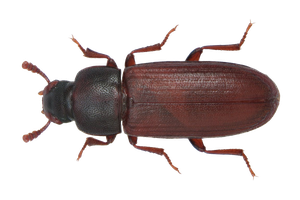 Rust-Red-Flour-Beetle.jpg