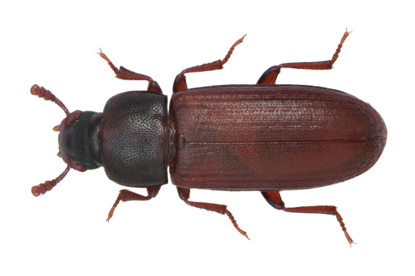 Rust-Red-Flour-Beetle.jpg
