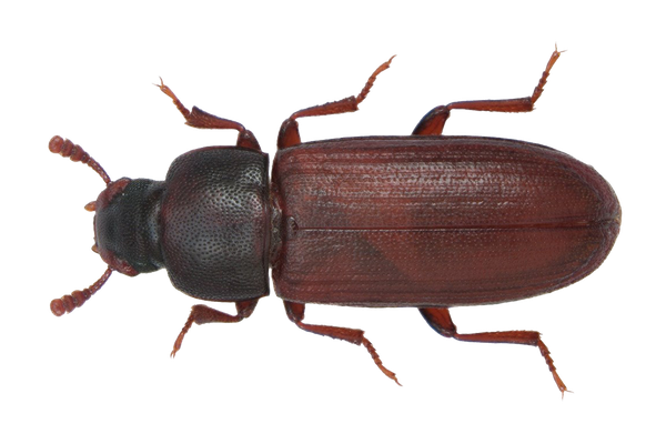 red flour beetle in bathroom sink