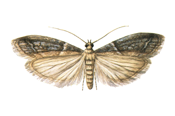 Tropical-Warehouse-Moth .jpg